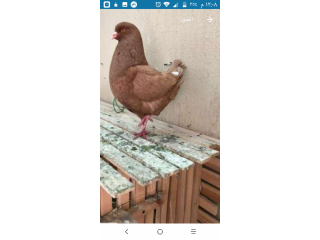 حمام كينج بيور