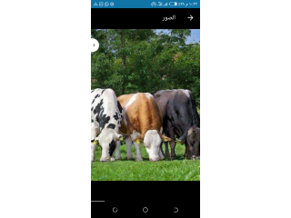 عجول اضحيه عيد الاضحى