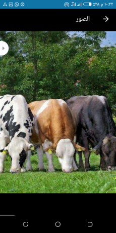 aajol-adhyh-aayd-aladh-big-0