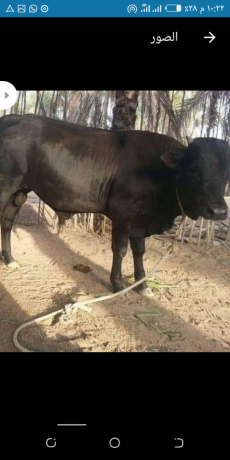 aajol-adhyh-aayd-aladh-big-2