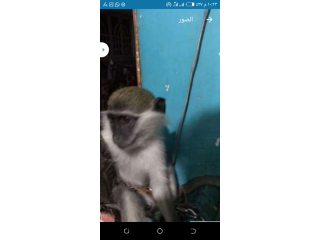 نسناس للبيع