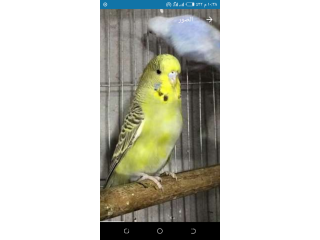 تصفيه عصافير شغاله