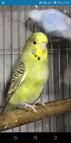 tsfyh-aasafyr-shghalh-big-0