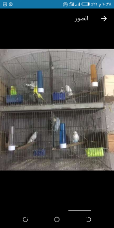 tsfyh-aasafyr-shghalh-big-2