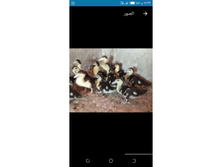 بط بلدي تربيه بيتي