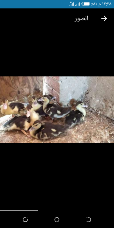 bt-bldy-trbyh-byty-big-1