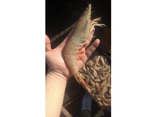 اسماك السويس فريش لباب البيت قاهره وجيزه