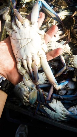 asmak-alsoys-frysh-lbab-albyt-kahrh-ojyzh-big-2