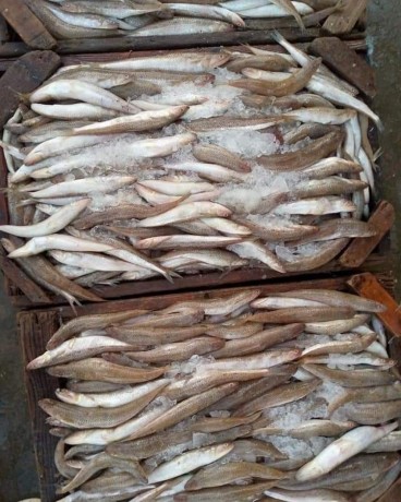 asmak-alsoys-frysh-lbab-albyt-kahrh-ojyzh-big-3