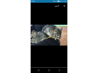 مطلوب شنشلا