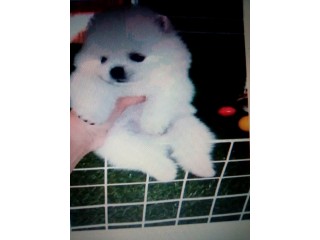 للبيع كلاب بيور وايت وكريم بومس