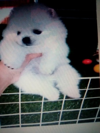 llbyaa-klab-byor-oayt-okrym-boms-big-0