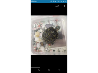 سلحفاه للبيع